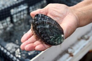 Abalone Farm Tour - Meeting at 73-357 Makako Bay Dr and the hour-long pace
