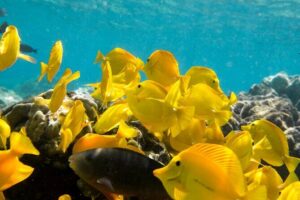 Best Coral Reef Snorkel Tour in Kona - Protected Marine Sanctuary - Stop 1: Kealakekua Bay Marine Preserve—This Is Where the Reef Shines