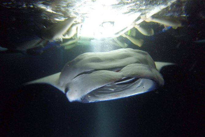 Big Island: Kona Manta Ray Snorkel Tour in Keauhou Harbor - Price and Value: Why $25 Can Still Make Sense