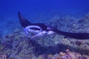 Big Island Manta Ray Night Snorkel - The Boat Ride and Sunset Setup (How the 2.5 Hours Flows)
