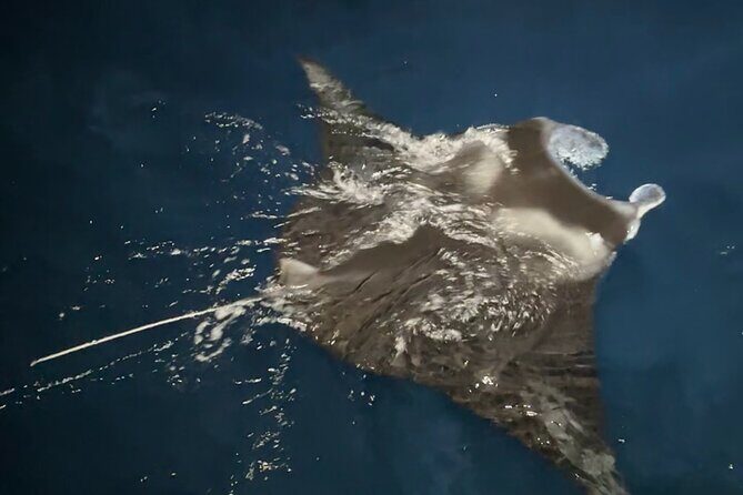Big Island: Manta Ray Night Snorkeling Adventure in Kailua-Kona - Where you meet and how to arrive ready