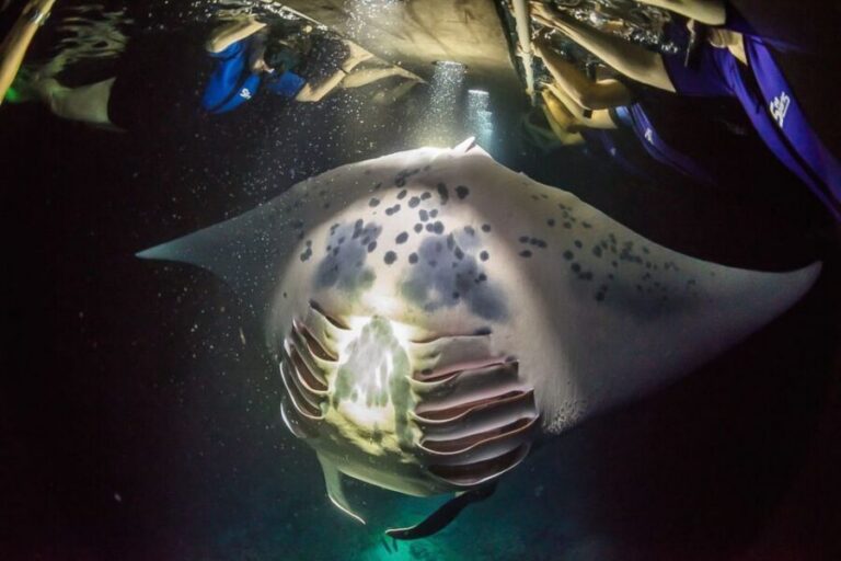 Big Island: Night Swim with Manta Ray with Hot Chocolate - Kailua-Kona Check-In to Boat Time: Keep It Simple