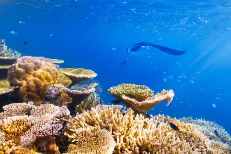 Big Island: Snorkel with Manta Rays - Manta Guarantee - Keauhou Bay and the 50-ft HokuNui: your first 30 minutes matter
