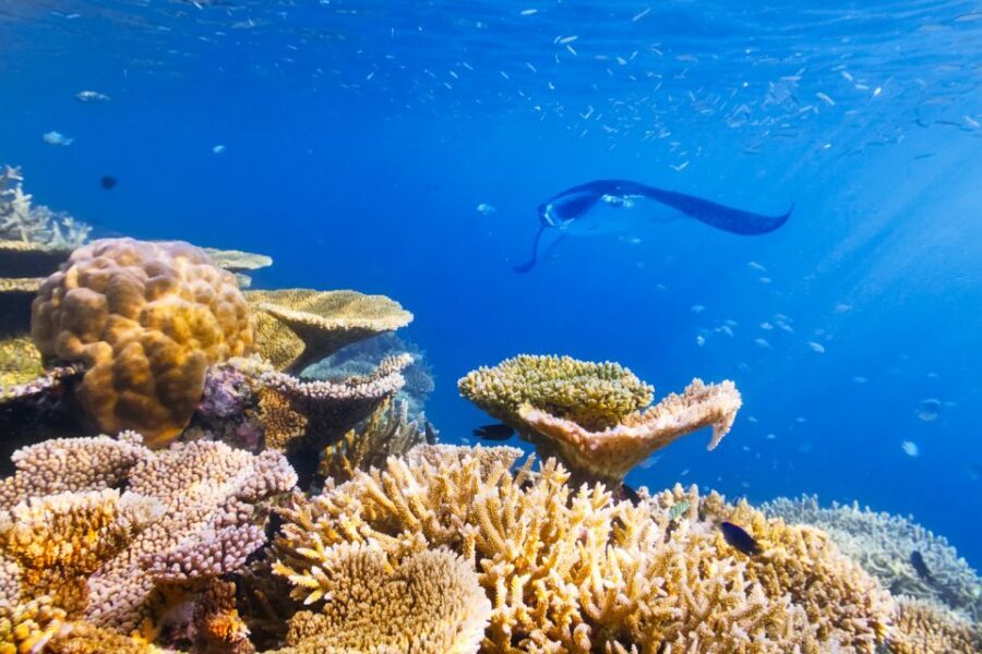 Big Island: Snorkel with Manta Rays - Manta Guarantee - Keauhou Bay and the 50-ft HokuNui: your first 30 minutes matter