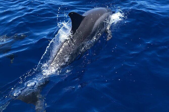 Half Day Private Cruise Tour with Snorkeling and Fishing in Kona - The half-day Kona format: about 5 hours, with real time on the water