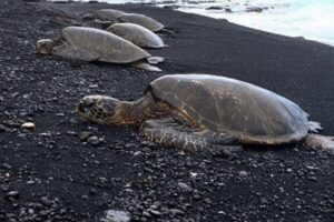 Hilo: Sea Turtle Lagoon and Black Sand Beach Snorkel - What the 3-hour plan looks like in practice