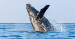 Kailua-Kona: Whale Watching Cruise on the Big Island - Why the hydrophone turns whale watching into something else