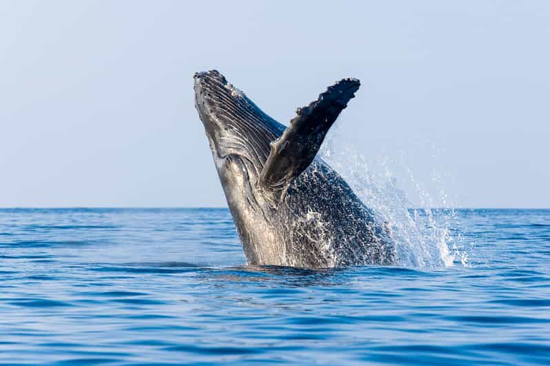 Kailua-Kona: Whale Watching Cruise on the Big Island - The 150-minute flow: how the cruise stays productive on the water
