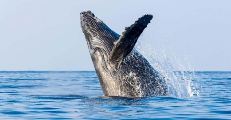 Kailua-Kona: Whale Watching Cruise on the Big Island - Why the hydrophone turns whale watching into something else