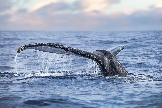 Kaimana Ocean Safari - What makes it a true small-group ocean safari (not a cattle-call)