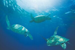 Kona Catamaran Snorkel Sail with Lunch - Spirit of Aloha Catamaran: Shade, Space, and a Real Restroom