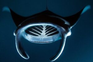 Kona Manta Ray Night Snorkel Adventure! Small Group - What to bring (so the experience feels easy, not hard)