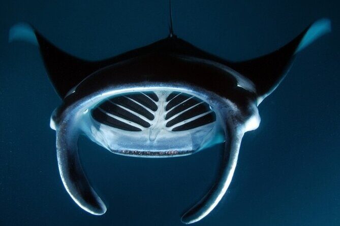 Kona Manta Ray Night Snorkel Adventure! Small Group - What to bring (so the experience feels easy, not hard)
