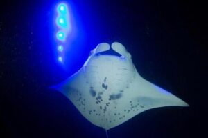 KONA Manta Ray Night Snorkel - FREE re-ride if no Sightings - The Crew in the Water: How Instruction Changes Everything