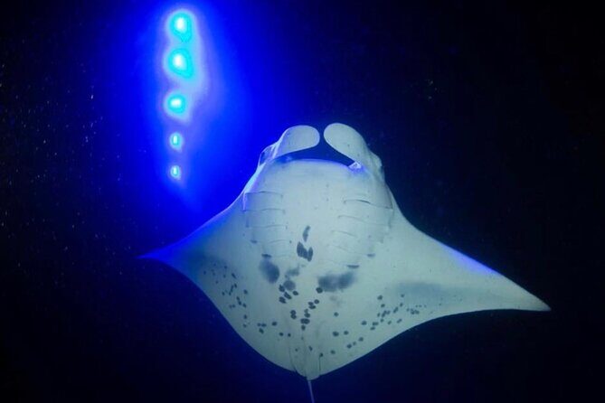 KONA Manta Ray Night Snorkel - FREE re-ride if no Sightings - The Crew in the Water: How Instruction Changes Everything