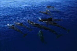Kona Snorkel Tour: Captain Cook Reef Snorkel, Dolphin & Sea Caves - Kealakekua Bay and the Captain Cook Monument Area