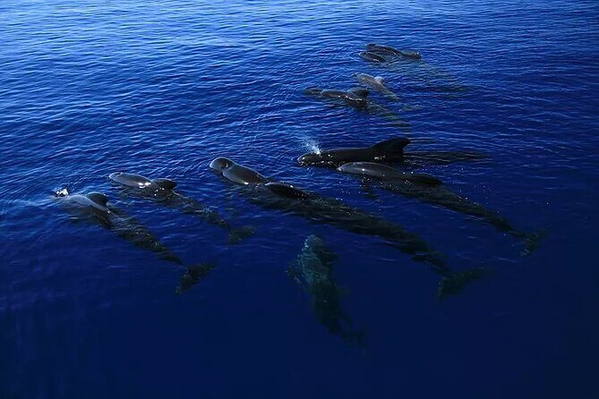 Kona Snorkel Tour: Captain Cook Reef Snorkel, Dolphin & Sea Caves - Kealakekua Bay and the Captain Cook Monument Area