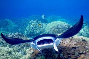 Late Night Manta Snorkel - Warm cocoa, tea, and the Kona night lights return ride