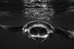 Manta Magic: Small-Group Manta Ray Night Snorkel in Kailua Kona - The glowing light board: how the mantas get close