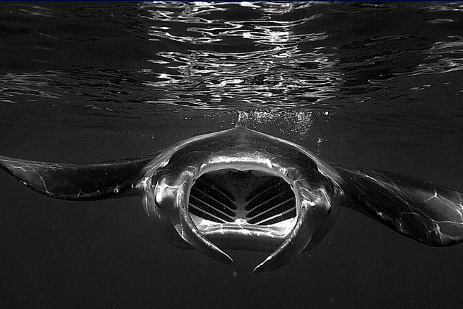 Manta Magic: Small-Group Manta Ray Night Snorkel in Kailua Kona - The glowing light board: how the mantas get close