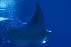 Manta Ray Night Snorkel at Kona, Big Island - Check-in to Splash-down: The Real Schedule to Plan Around