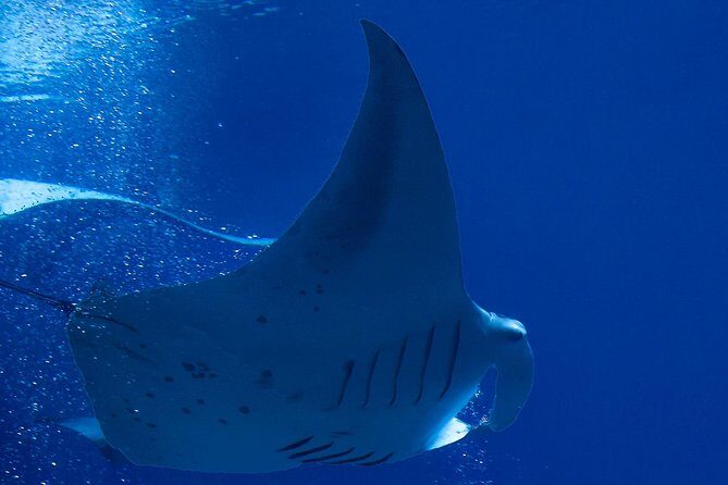 Manta Ray Night Snorkel at Kona, Big Island - Check-in to Splash-down: The Real Schedule to Plan Around