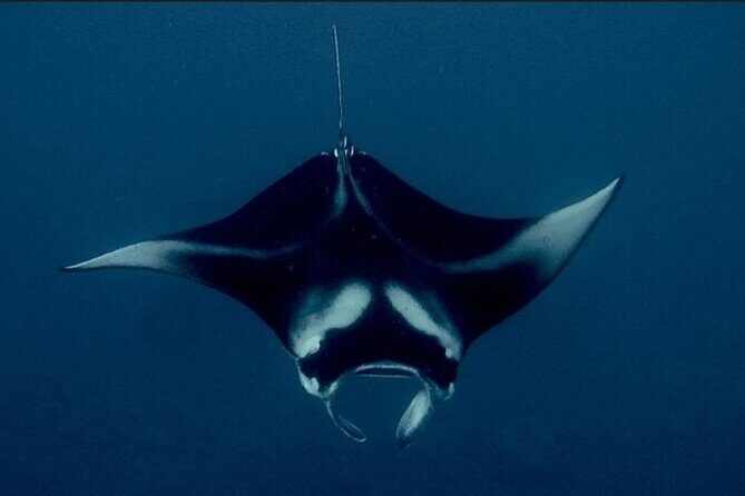 Manta Ray Night Snorkel Experience of a Lifetime - Meeting Point to Check-In: How to Avoid a Stressful Start