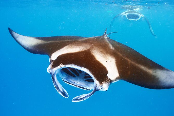 Manta Ray Night Snorkel from Kona — Small Group - Safety Briefing First, Then You’re Snorkeling at Night