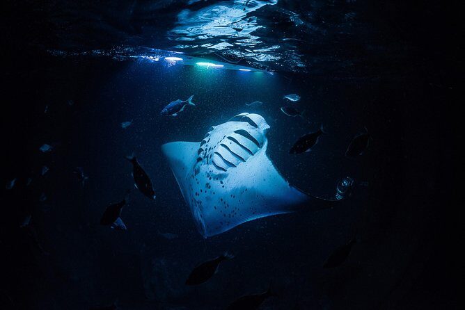 Manta Ray Night Snorkel Kona - Coral Reef Snorkel Adventures - The night plan: what happens after dark
