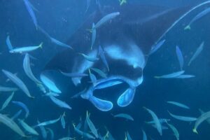 Manta Ray Snorkeling by Night in Kailua-Kona, Hawaii - Canoe ride in the dark: why the double-hull matters