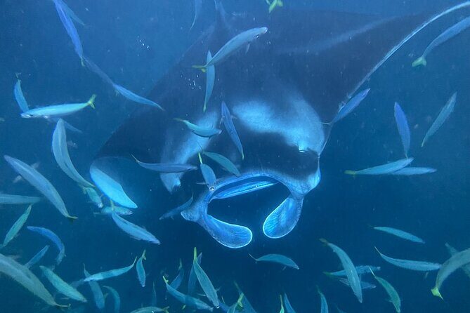 Manta Ray Snorkeling by Night in Kailua-Kona, Hawaii - Canoe ride in the dark: why the double-hull matters