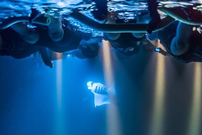 Night Manta Ray Experience - The In-Water Part: How Night Snorkeling Works in Practice