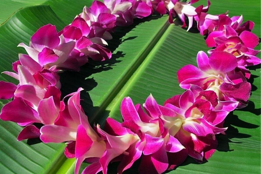 Private Departure Transfer: Big Island Hotels to Kona International Airport - From Waikoloa to KOA: Smooth Resort-Area Departures