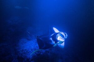 Snorkel With Giant Manta Rays In Kailua Kona - Check-in at Honokohau: quick setup, real safety prep