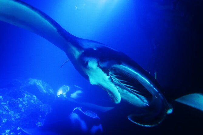 Snorkel With Giant Manta Rays In Kailua Kona - Stop 2: Garden Eel Cove / Manta Heaven