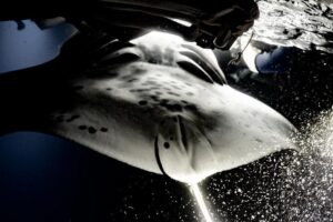 Sunset and Manta Ray Snorkel Adventure - Gear, Lights, and Warmth: The Small Stuff That Makes or Breaks It