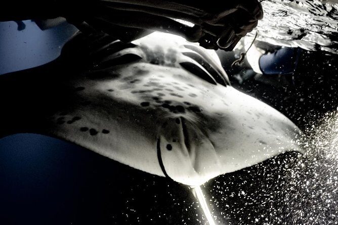 Sunset and Manta Ray Snorkel Adventure - Gear, Lights, and Warmth: The Small Stuff That Makes or Breaks It