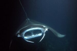 Sunset Manta Ray Tour in Kailua-Kona - The Boat Ride to Garden Eel Cove (and Why Zodiac Style Helps)