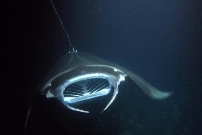 Sunset Manta Ray Tour in Kailua-Kona - The Boat Ride to Garden Eel Cove (and Why Zodiac Style Helps)