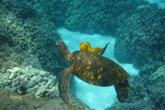 Two Reef Snorkel Trip-See Captain Cook Monument & Sea Caves - Why This Two-Stop Kona Snorkel Works Better Than a One-Spot Tour