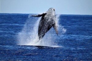 Whale Watch Excursion from the Big Island - Kailua Pier timing: the part that can make or break your view