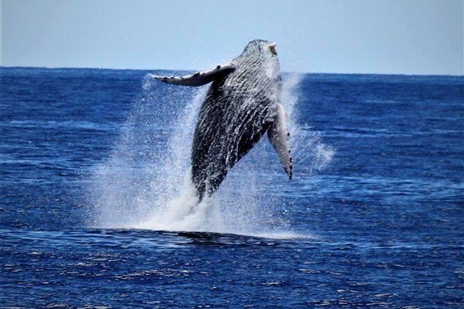 Whale Watch Excursion from the Big Island - Kailua Pier timing: the part that can make or break your view