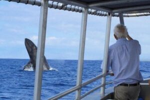 Whale Watching On The Big Island - Price and comfort: what $98.10 gets you (and what you should expect)