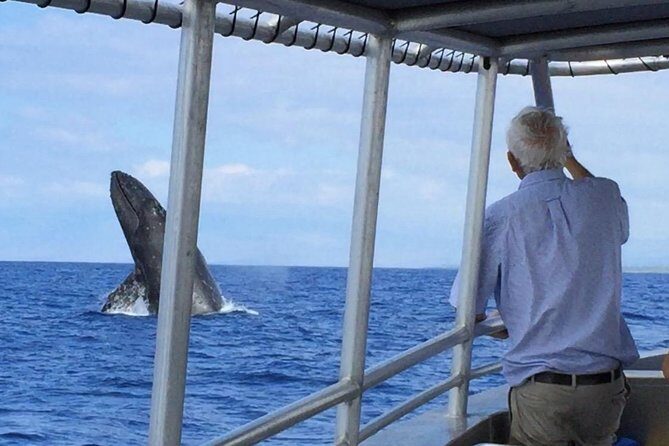 Whale Watching On The Big Island - Price and comfort: what $98.10 gets you (and what you should expect)