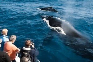 Whale Watching Tour - Big Island, Hawaii - Stop 1: Kailua-Kona, where the crew starts teaching you to spot whales